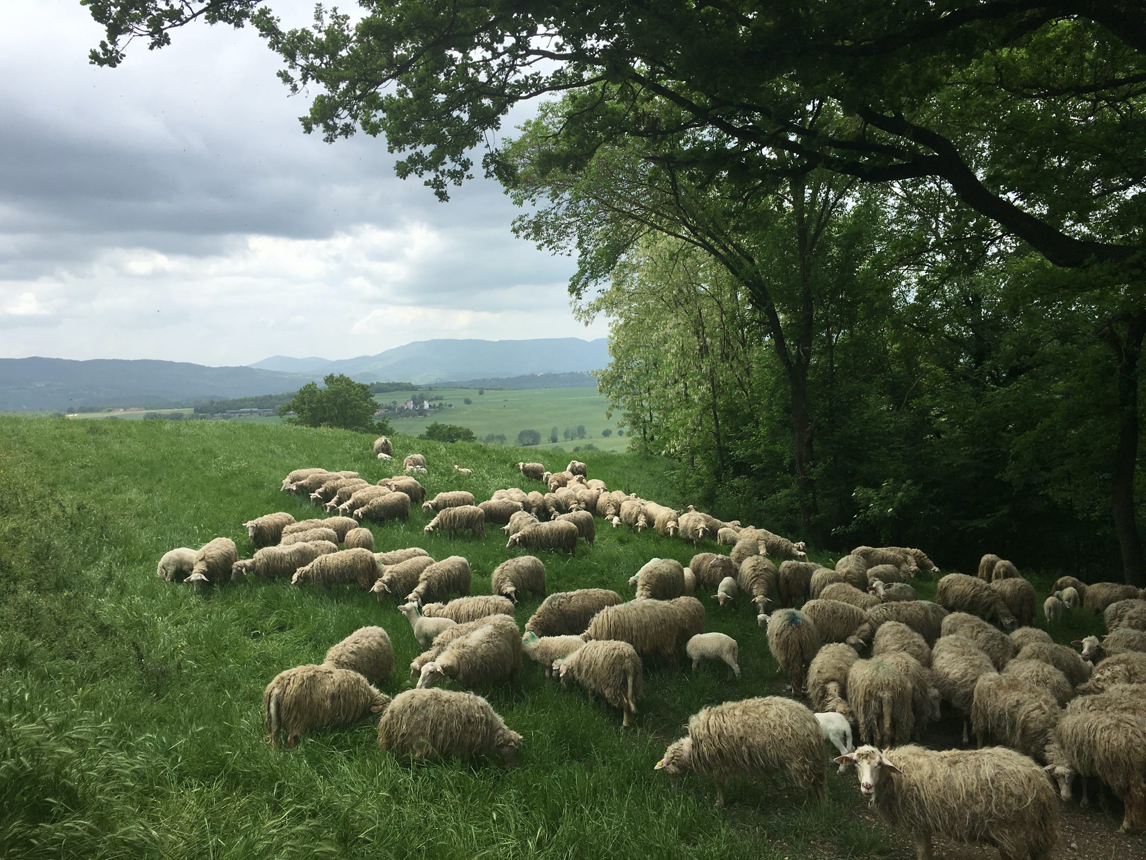 a flock of sheep during the bike tour across the scenic Mugello valley in Tuscany